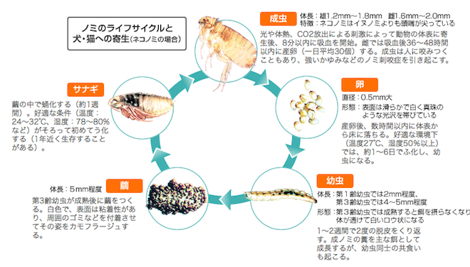 ノミライフサイクル